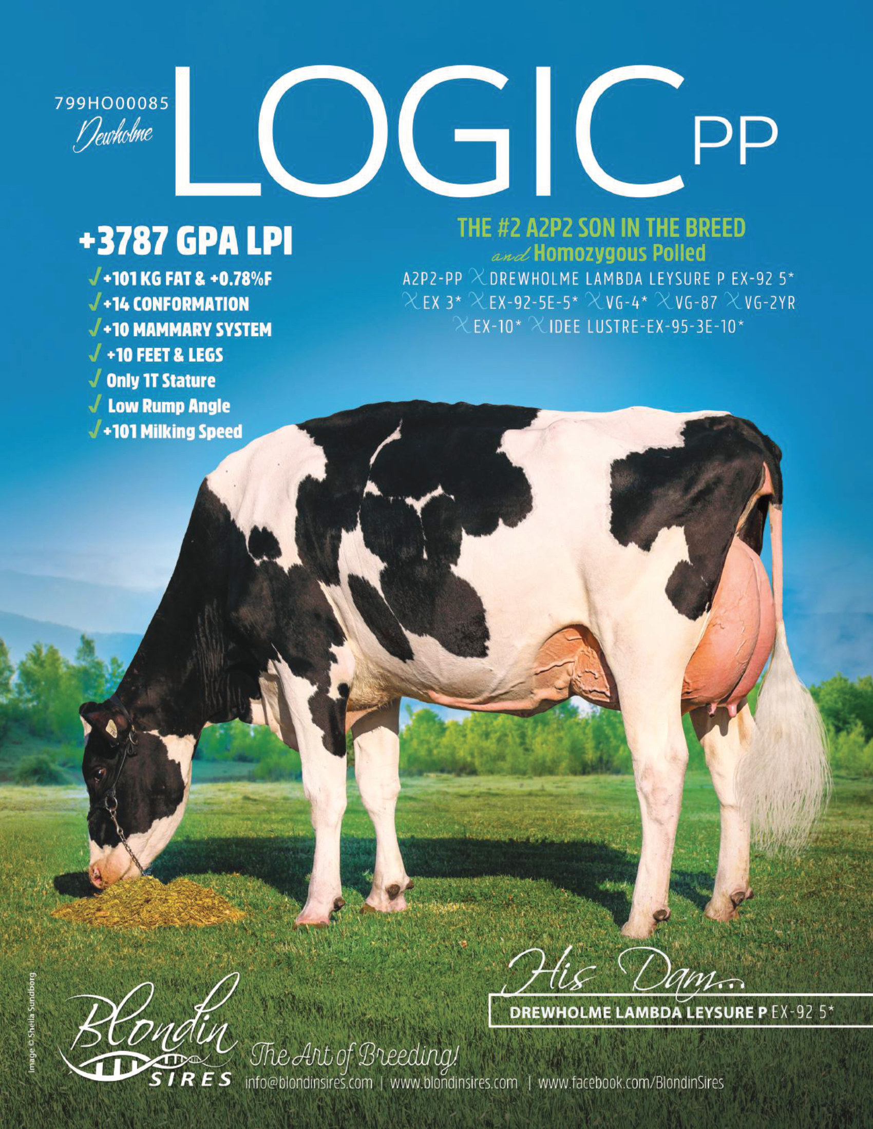 LOGIC-PP — 799HO00085